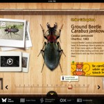 Meet the Insects: Forest Edition