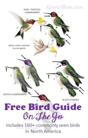 Free Bird Guide On The Go
