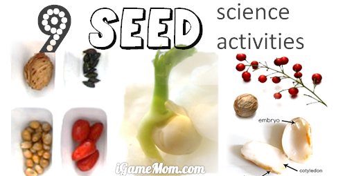 seed science activities for kids