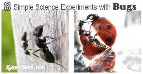 simple kid science experiments about bugs