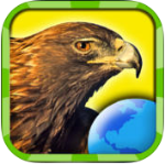 10 Apps Websites for Bird Identification post image