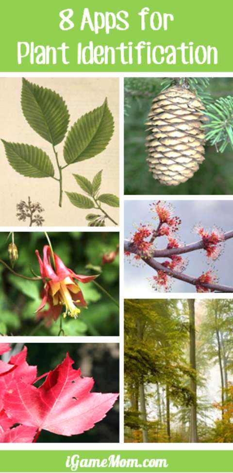 8 plant identification apps that will make your walk in the park or anywhere with trees, bushes, flowers more interesting. You can identify plants by leaves, flowers, tree bark, and many other features. Great learning tools to have on your phone or other mobile devices while outside with kids.