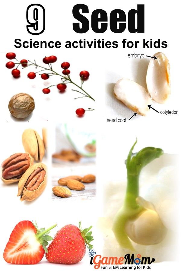Seed science activities for kids to learn plant life cycles. Great science fair project ideas. Hands-on STEM learning for spring summer and all season garden projects