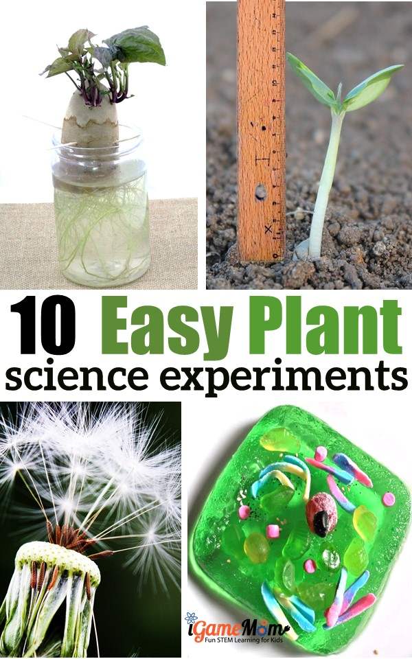 Plant science experiments for kids learn parts of a plant, function of plant, plant life cycle. Great for outdoor gardening or kitchen science activities projects, school science fair projects, preschool to grade 5. life cycle. nature STEM activity