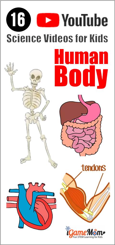 YouTube Science Videos teaching human body anatomy physiology for kids kindergarten to high school. Free resource for science biology and physiology class | STEM