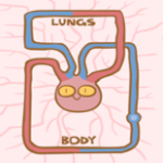 YouTube Science Video Teaching Circulatory System post image