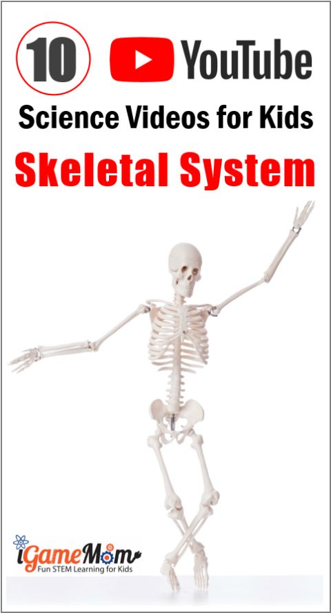 Human body skeleton system science videos on YouTube, for kids from preschool to high school. Perfect for science class and homeschool, human body unit, physiology.