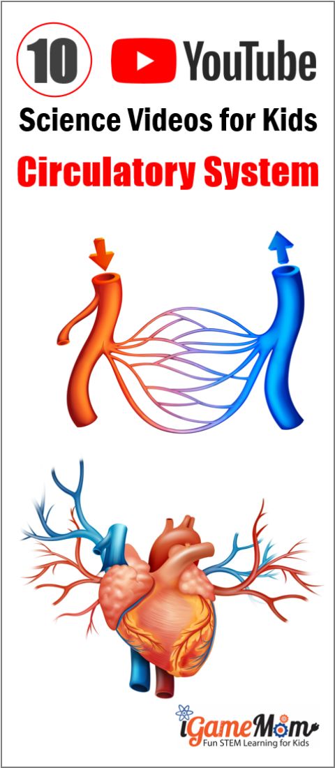 Human circulatory system YouTube Science Videos for Kids, learn about heart, blood cells, and blood vessels with interactive cartoons and engaging illustrations. Great for science class and homeschool. Preschool to high school