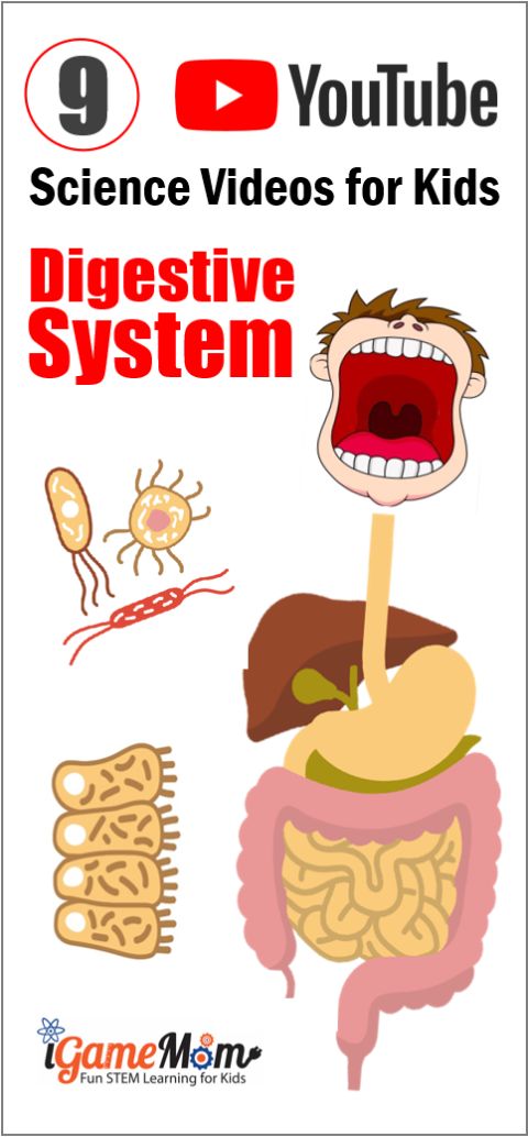 YouTube Science Video Teaching Human Body Digestive System for Kids, digestive process and functions, digestive system organs and parts, starting from the function of mouth in digestion systsem. Visual learning resource for human body unit and biology class
