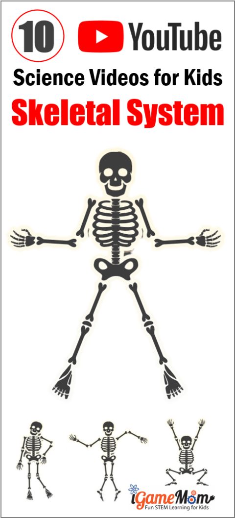 YouTube science videos teaching human body skeleton system to kids from preschool kindergarten to school age. Great supplements for human body unit, physiology and biology science class or homeschool