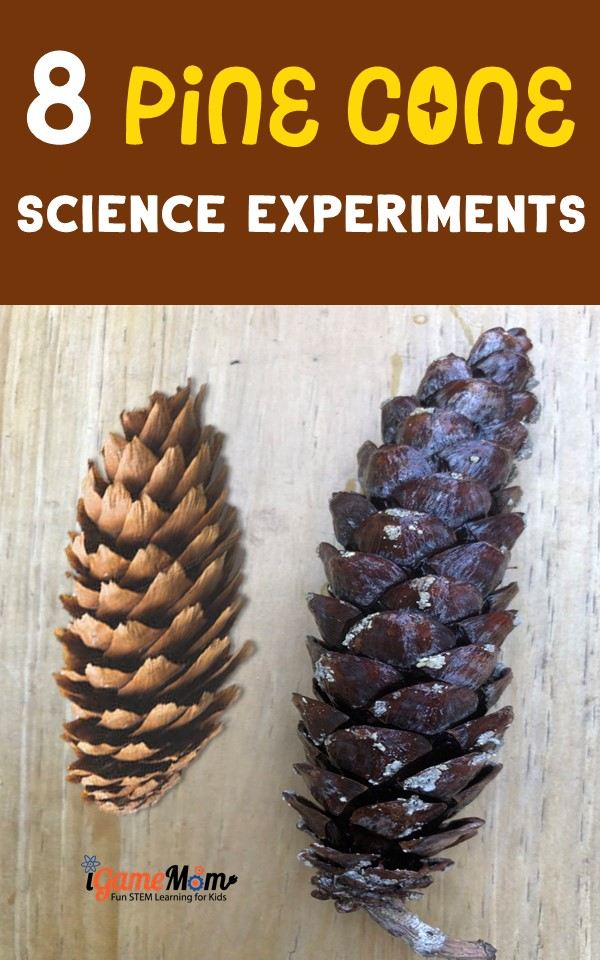 Pine cone science experiments to learn weather forecast, engineering, pine cone structure, plant life cycle, seasons. Gain STEM science research skills with outdoor activities.