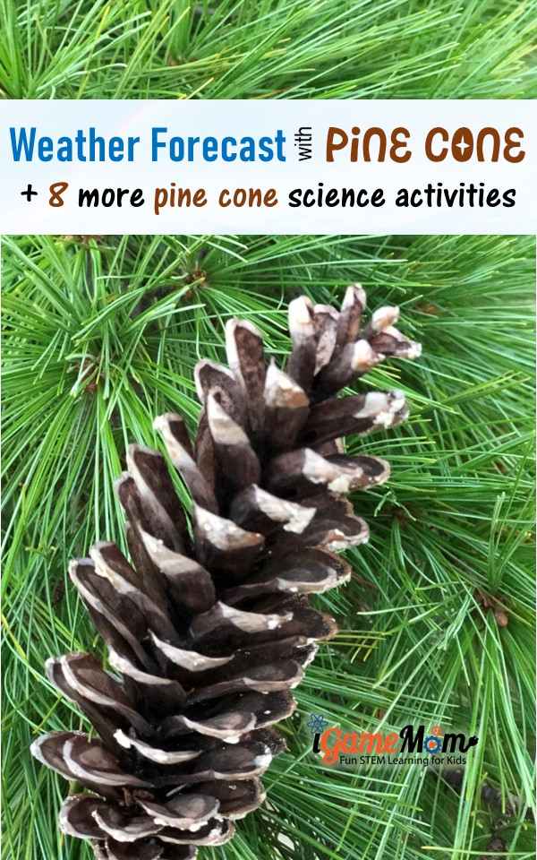 Weather forecast with pine cone and more science experiments to learn pine cone structure, plant life cycle, seasons, engineering. Gain STEM science research skills with outdoor activities.