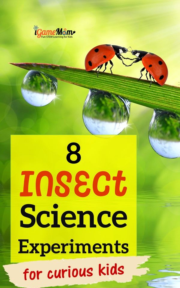 Insect science experiments for curious kids. Hands-on activities learn bugs life cycles: ants, butterfly, ladybug. Outdoor STEM experiments in the backyard and fun science fair project ideas