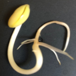 How to grow bean sprouts with kids post image