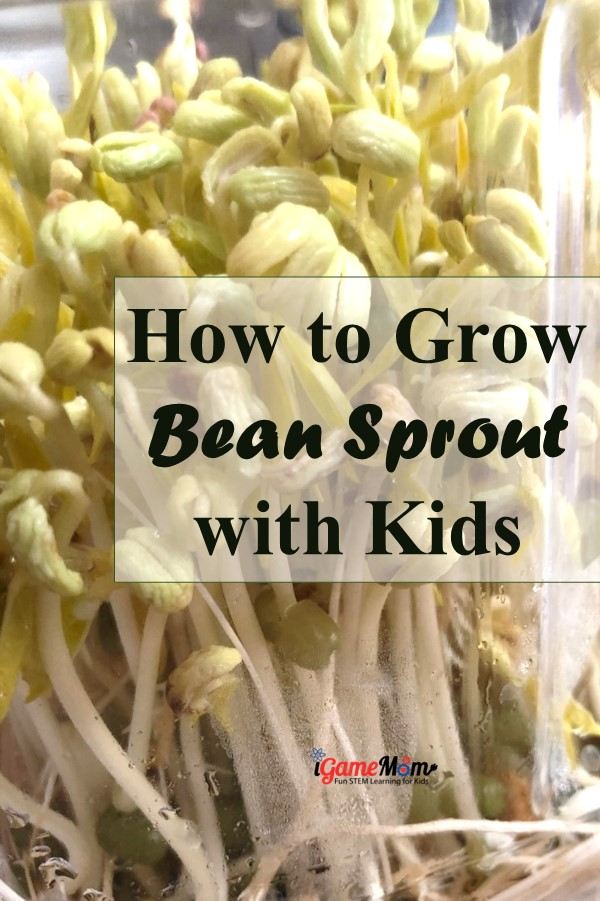how to grow bean sprout with kids